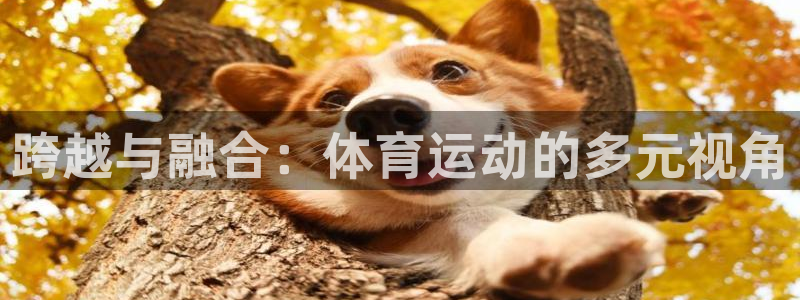风速体育官网
