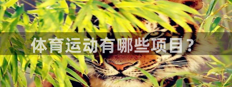 风速体育app下载官网最新版：体育运动有哪些项目？